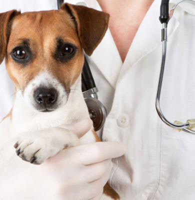 viva seguro sempre | Seguro Pet: Como Escolher um Veterinário para seu Cachorro