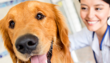 viva seguro sempre | Plano de Saúde Animal: 4 Dicas para Cuidar do seu Cachorro