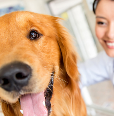viva seguro sempre | Plano de Saúde Animal: 4 Dicas para Cuidar do seu Cachorro