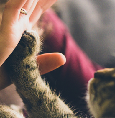 viva seguro sempre | Seguro Pet: 5 Razões para Contratar Um para o seu Animal de Estimação