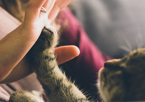 viva seguro sempre | Seguro Pet: 5 Razões para Contratar Um para o seu Animal de Estimação